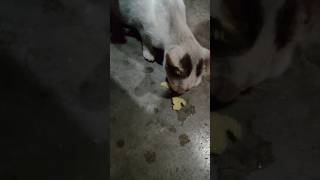 Cat eating potato chips cat catlover food potatochips shorts pets [upl. by Hiram]