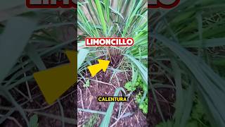 ¡Beneficios del limoncillo Plantas [upl. by Euqinu]