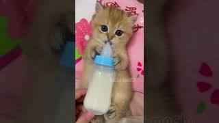 cute cats baby kitten cute moment❤️💕hellomochi cat cute kitten kucing kitty cats mochicat [upl. by Acirema164]