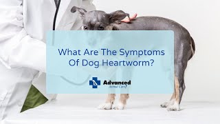 What Are The Symptoms Of Dog Heartworm [upl. by Belva]