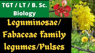 Fabaceae  Leguminosae  pulses family  TGT  LT biology [upl. by Reinald903]