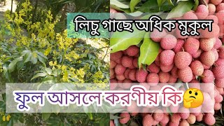 লিচু গাছে মুকুল আসার পর করণীয় কি🤔 [upl. by Arretnahs]