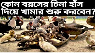 কোন বয়সের চিনা হাঁস দিয়ে খামার শুরু করলে লস হবে না এবং দ্রুত লাভবান হিবেন  চিনাহাঁস হাঁসপালন [upl. by Adolpho]