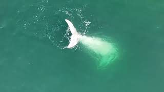 White Southern Right Whales Snowflake amp Snow White [upl. by Lorrad110]