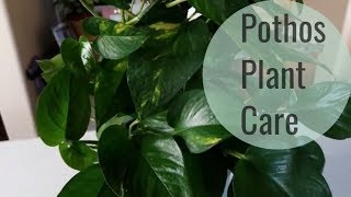 Pothos Plant care and How to Style [upl. by Trude22]