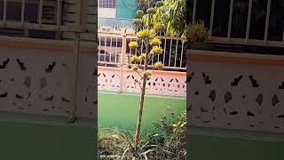 Agave  Americana viral shortlike aAloveraplant youtube short [upl. by Demott559]