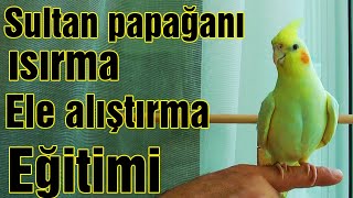 ISIRAN SULTAN PAPAĞANI EĞİTİMİ VE ELE ALIŞTIRMA YÖNTEMLERİ [upl. by Rhys]