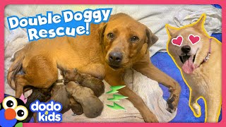 Can Rescue Heroes Save All These Stray Dogs  Rescued  Dodo Kids [upl. by Tuneberg]