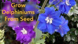 How to Grow Delphinium Flowers From Seed  From Planting Seed to Flowering Delphinium Plant [upl. by Moyna]