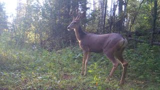 Fall Trail Camera Video Footage in the Boreal Forest of Saskatchewan Canada [upl. by Conias]