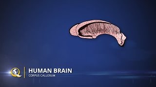 Corpus Callosum  The Human Brain Series  Part 19 [upl. by Mychal823]