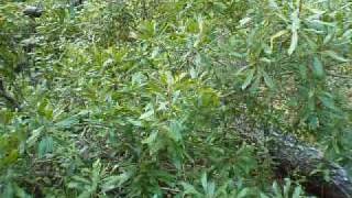 Miracle Bush Wax Myrtle [upl. by Bowden]