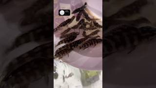 Cichlid Julidochromis Transcriptus Breeding aquariumfish shortvideo fishbreeding cichlids [upl. by Procora483]