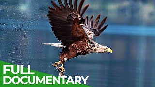 Wild Germany  The Beautiful World of Birds  Free Documentary Nature [upl. by Haiasi]