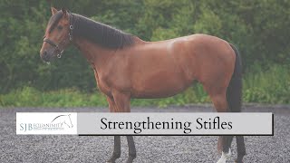 How to Strengthen my horses Stifles  SJB Equanimity [upl. by Bernstein]