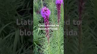 Liatris Spicata [upl. by Lepper]