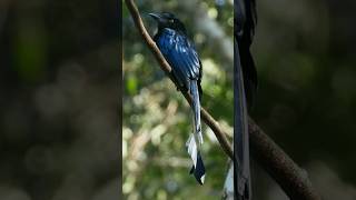 Greater rackettailed drongo beauty [upl. by Lezlie]