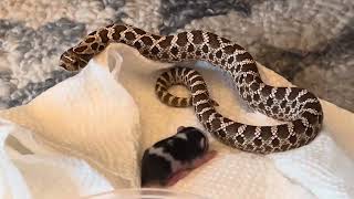 Red Western hognose snakes feeding day video [upl. by Rubenstein]