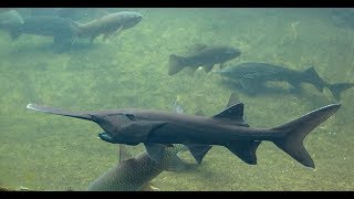 Paddlefish Q and A with Feeding [upl. by Morie]