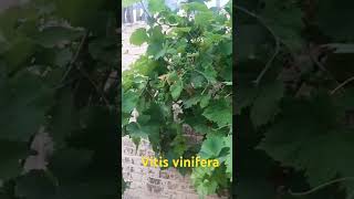 Vitis vinifera grapes 🍇🍇 fact garden fruit biology plants plantreels biology botany [upl. by Daeriam145]