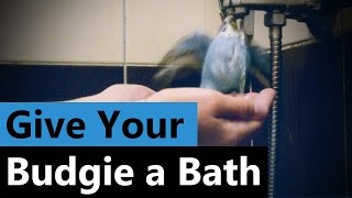 How to Give Your Budgie a Bath  Cookie likes to bath [upl. by Ohaus]