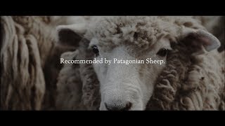 Recommended by Patagonian Sheep  Woolwear to be proud of [upl. by Iaht]