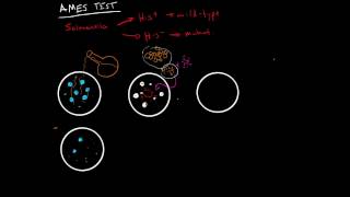 Ames Test for Mutagenic Chemicals [upl. by Roz]