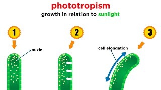 Mechanisms of Plant Growth [upl. by Dickman77]