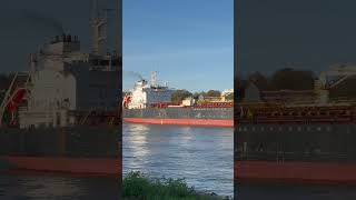 ASTERION  BulkCarrier  IMO 9729908  Hamburger Hafen 02112024 [upl. by Larimor249]