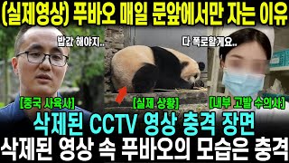 12월 2일 브이로그 푸바오 매일 문앞에서만 자는 이유 난리난 선수핑 판다기지 상황 실제영상포함 [upl. by Hawthorn]