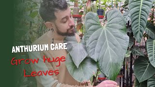 Anthurium Care  Grow big leaves Fast  Grow Anthuriums Fast [upl. by Narok]