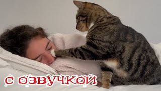 Приколы с котами С ОЗВУЧКОЙ Смешные коты и собаки Самые смешные животные 2024 [upl. by Epstein]