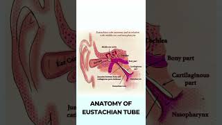 Anatomy of Eustachian tube  Read more Link in description  Dr Rahul Bagla Teaching ENT [upl. by Fairfax]