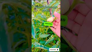 Tamatar ke plant kaise lagayegardengingtipsshorts trendingshortsviralshortvideos Savita236 [upl. by Lobiv670]