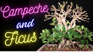 Ficus Microcarpa and Campeche Bonsai Tree Haematoxylum Campechianum [upl. by Kong]