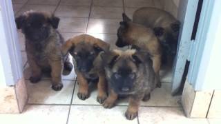 malinois Allemand 8 semaine video 002 [upl. by Elleved]