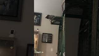 Merlin African grey timneh parrot having a good morning [upl. by Ynittirb]