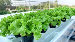 This might be the fastest and easiest way to grow lettuce youve ever seen [upl. by Sheline]