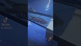 live feeding parachromis dovii fishtank cichlid [upl. by Yrogiarc650]