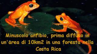 20 ANIMALI ESTINTI PER COLPA DELLUOMO [upl. by Danyette]