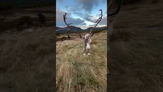 The Cairngorm Reindeer hilltrip cairngorm reindeer scotland [upl. by Dnomyad801]