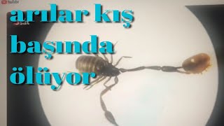 kış kontrolü ve varroa telikesi detaylı anlatım ne fayda [upl. by Niwroc]