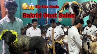 Retteri Goat🐐Bakrid sales MrGOAT0912 at old Washermenpet  13Jun2024 market bakrid goat [upl. by Lecroy]