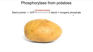 Lab Optimal conditions of Phosphorylase [upl. by Donela936]