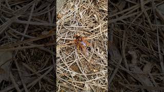 Cicada Killer Wasp [upl. by Whitford]