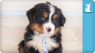 80 Seconds of Pure Adorable Bernese Mountain Puppies [upl. by Ilatan]