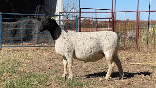 Whetstone 2236 Bred Fullblood Ewe [upl. by Neetsirhc]