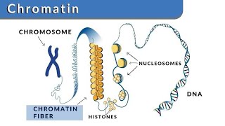 BIOCHEMISTRY for 1st Year MBBS Molecular Biology Lecture 1 [upl. by Dionysus]