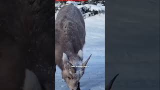 Banff National Park in 20 Seconds Stunning Peaks and Glacial Beauty viralvideo trending [upl. by Eliathan]