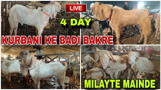 DEONAR BAKRA MANDI LIVE NIGHT UPDATE 4 DAY STATENING PRISE 30000 JUNE 2024 [upl. by Hidie502]